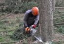 Comment choisir un professionnel pour l'élagage et l'abattage d'arbres de grande taille