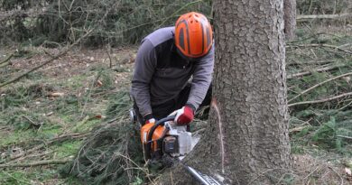 Comment choisir un professionnel pour l'élagage et l'abattage d'arbres de grande taille